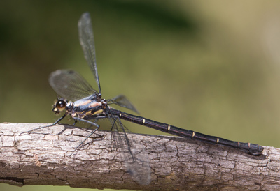Austroargiolestes christine